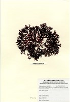 藏品(硬盾果藻)的圖片